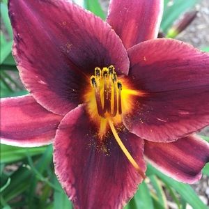 Meet your Posher, Laura